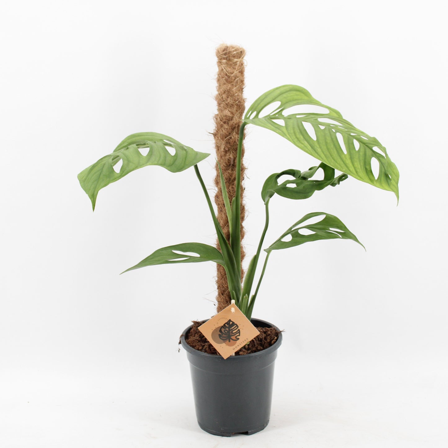 monstera-esqueleto-60cm-17cm-pot