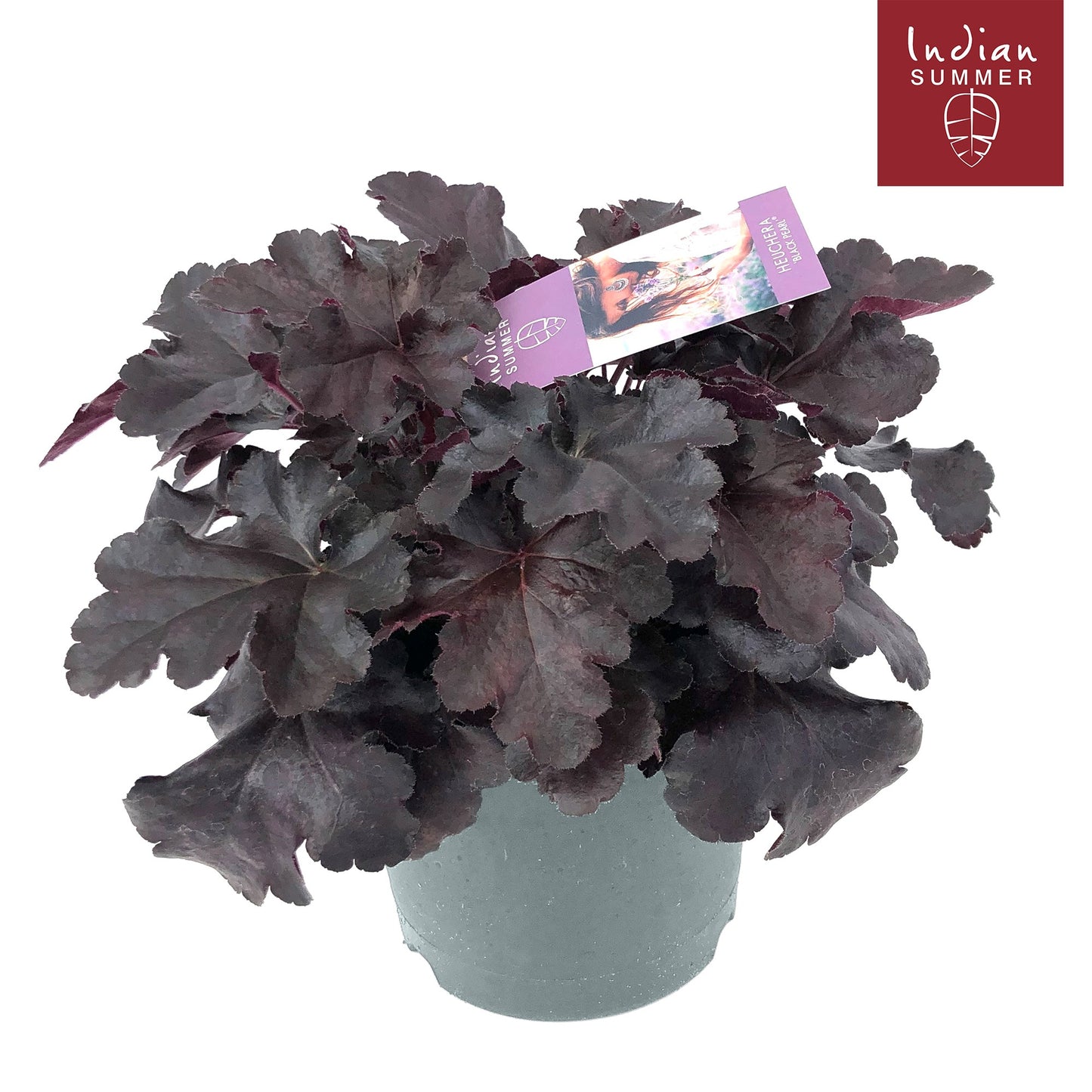 Heuchera ind. Summer Black 30cm 19cm Pot