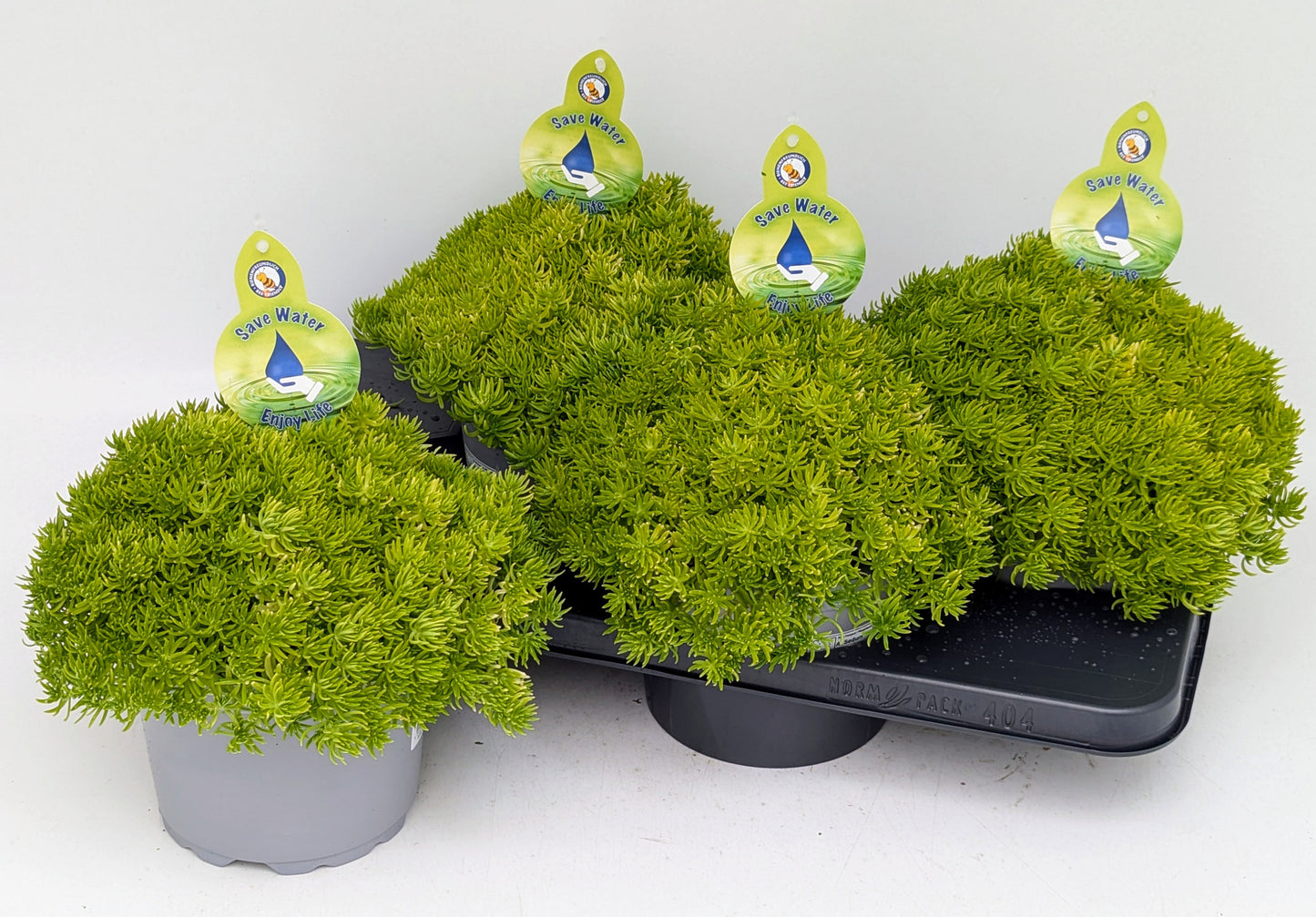 Sedum sediforme 32cm 17cm Pot