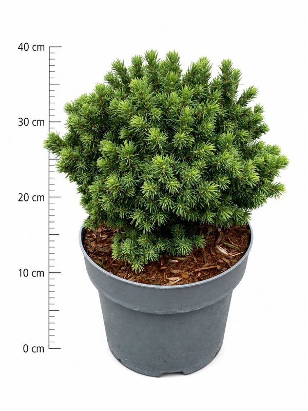 Picea gl. Alberta Globe 45cm 23cm Pot