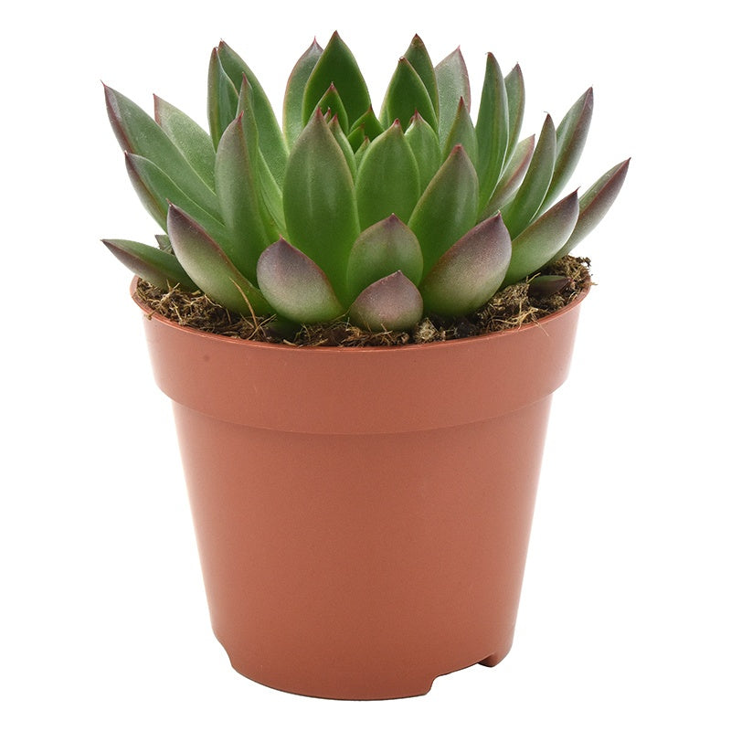 Amigo Plant VOF Echeveria agavoides Ami-Fiesta Pack of 8