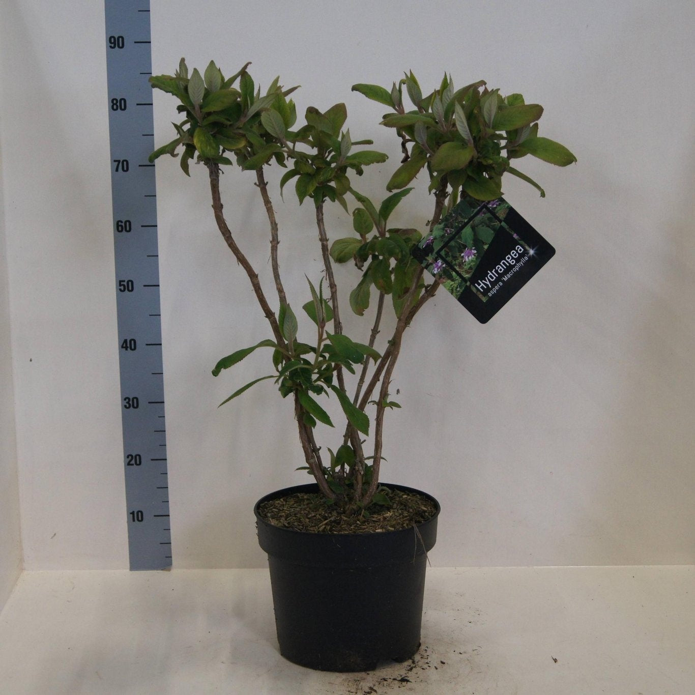 Hydrangea Macorphylla 80cm 28cm Pot