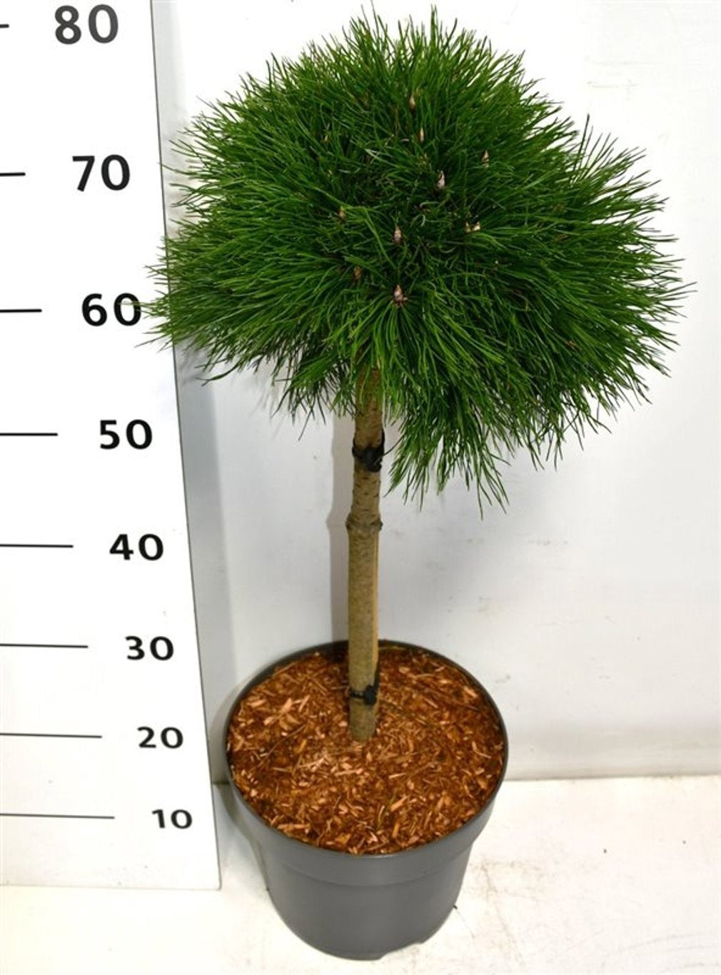 Pinus mugo Varella 80cm 26cm Pot