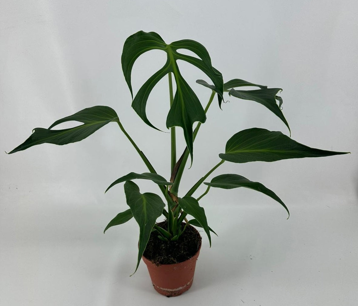 Monstera Variegated 55cm 15cm Pot