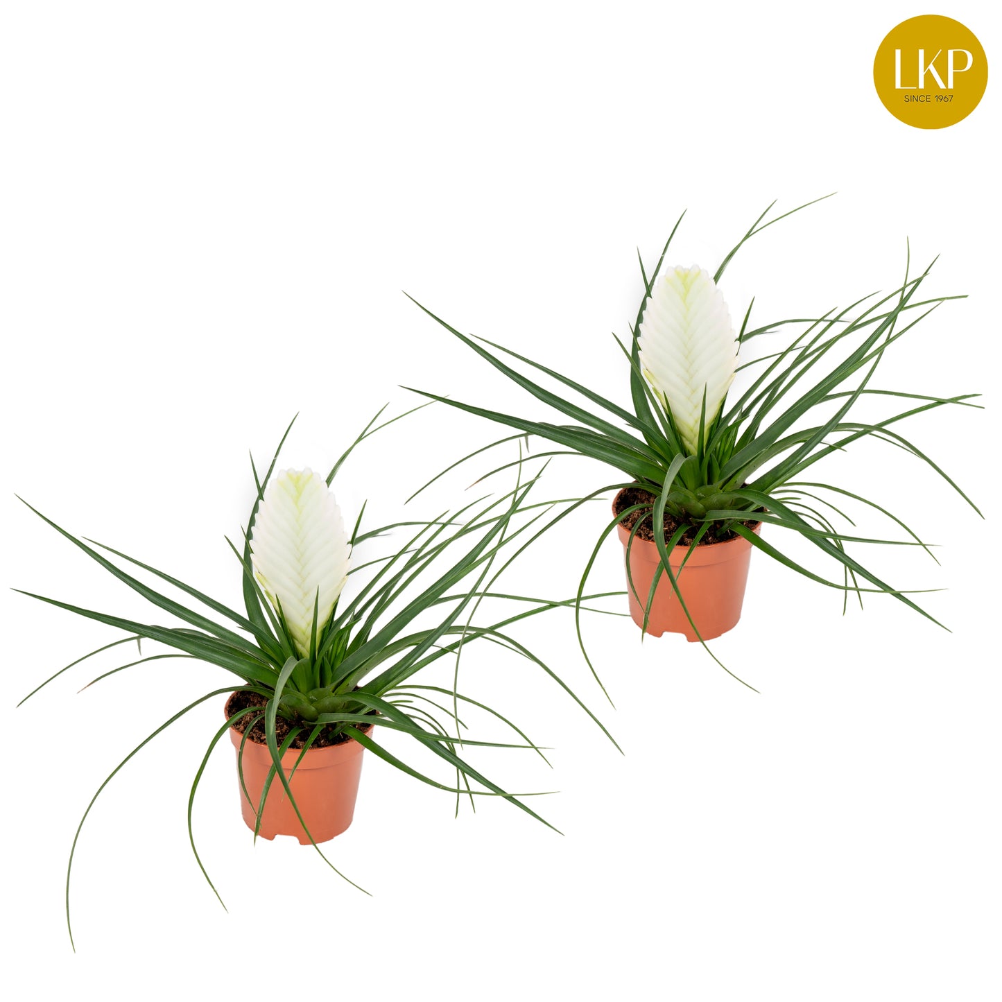 LKP plants Tillandsia Biancini Pack of 14