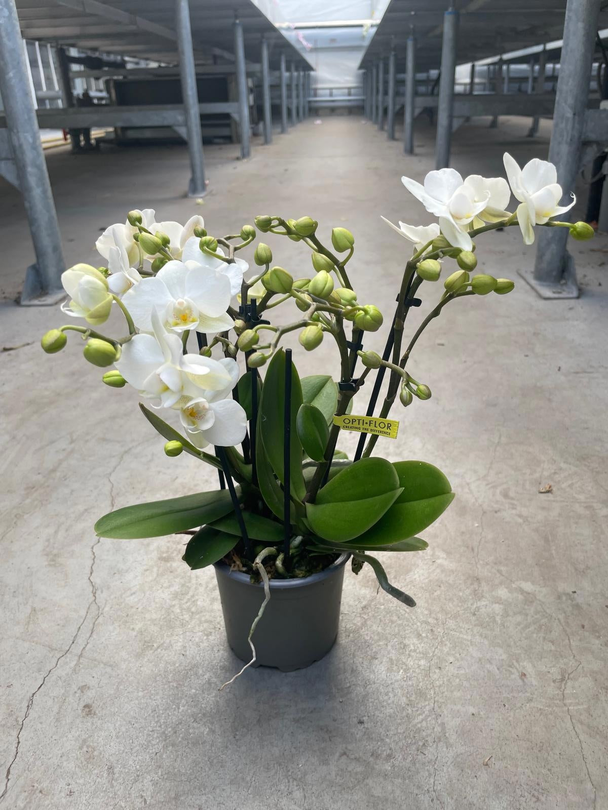 Phalaenopsis multiflora white 35cm 510cm Pot