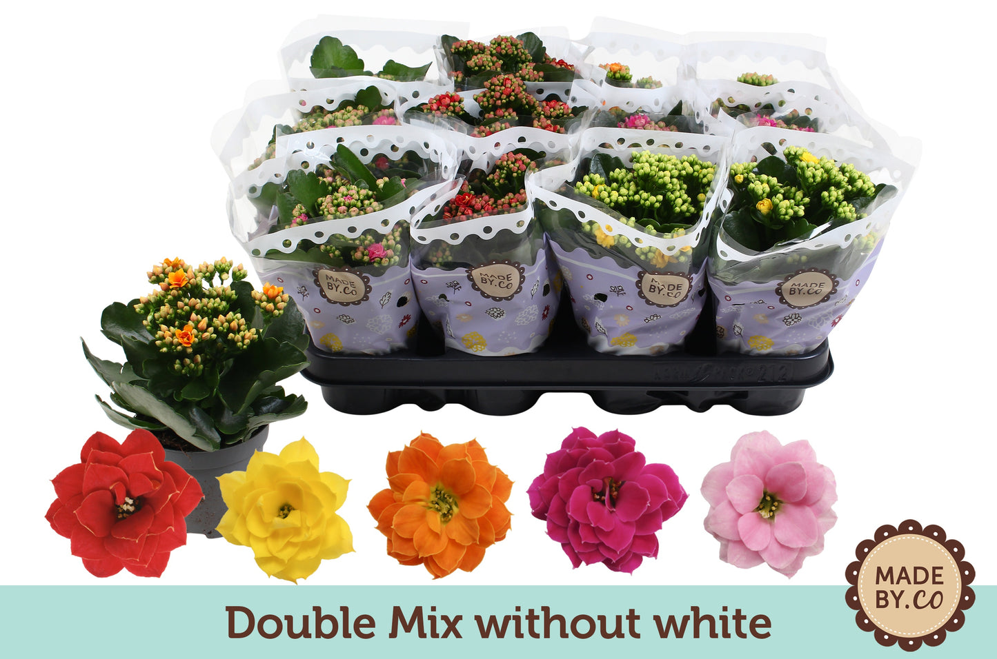 Kalanchoe double mix no white 19cm 9cm Pot