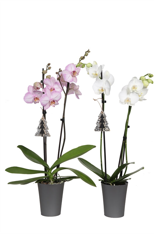 Phalaenopsis mix 55cm 12cm Pot
