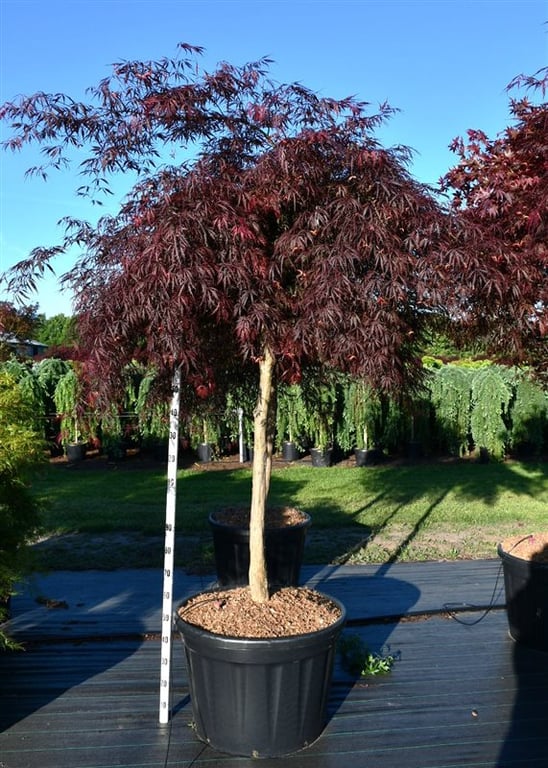 Acer Inaba-shidare 260cm 80cm Pot