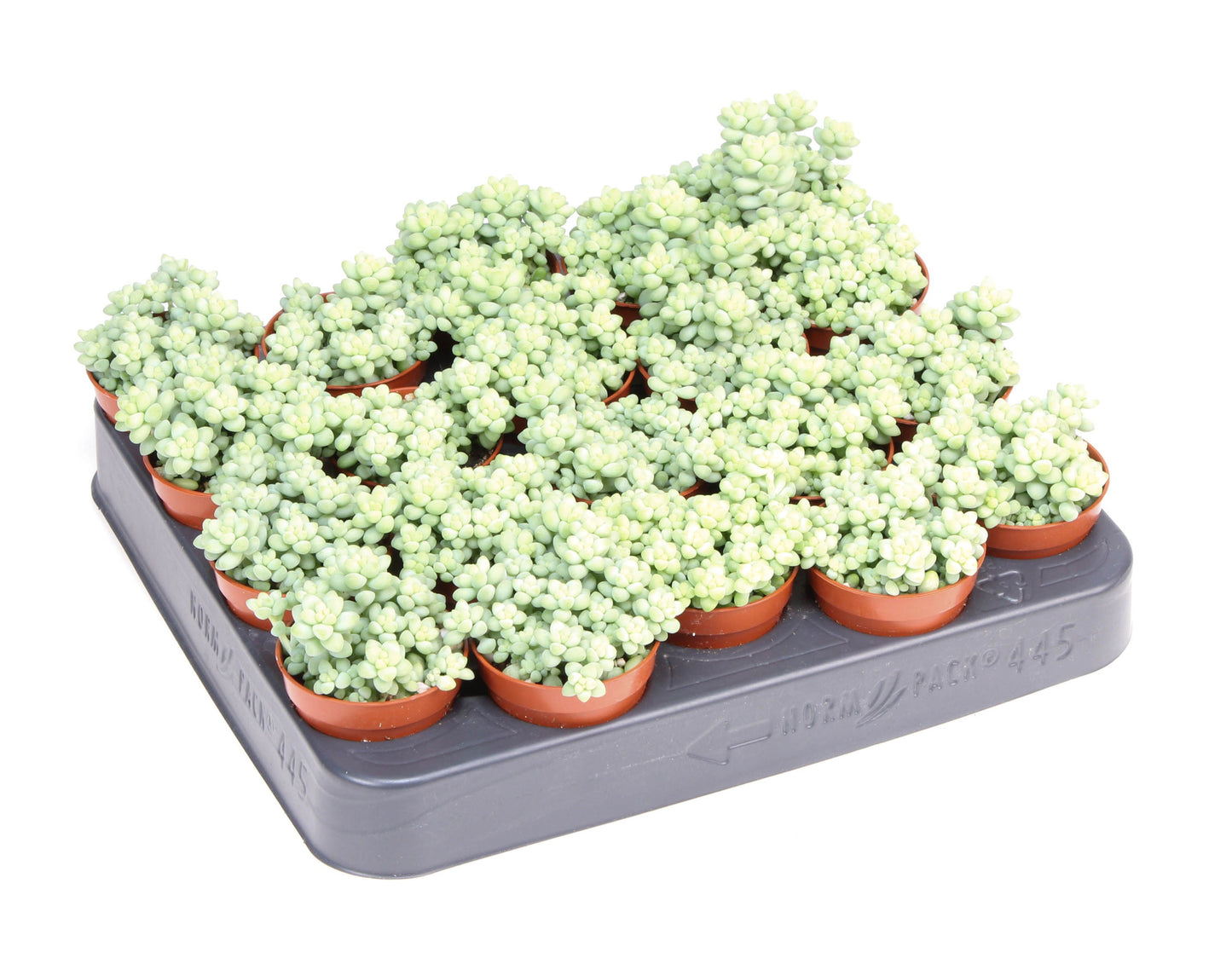 Sedum Burrito 8cm 5.5cm Pot