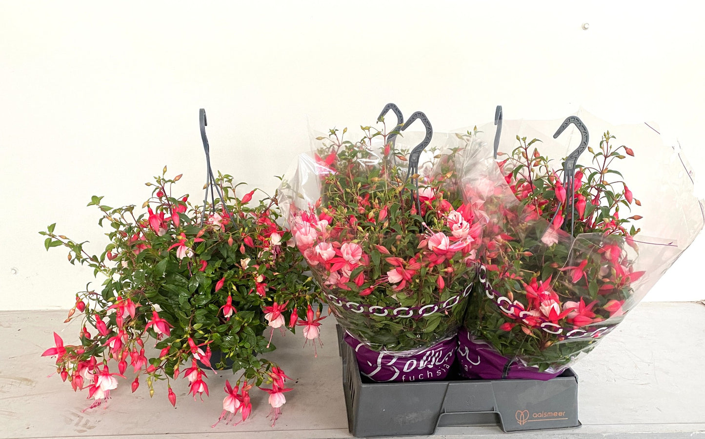 Fuchsia Patio Princess 30cm 21cm Pot