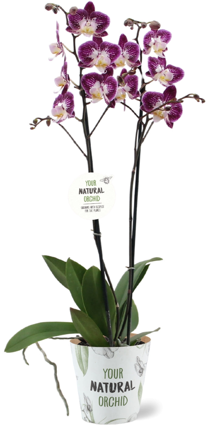 Phalaenopsis Nicole Uniquole 60cm 12cm Pot