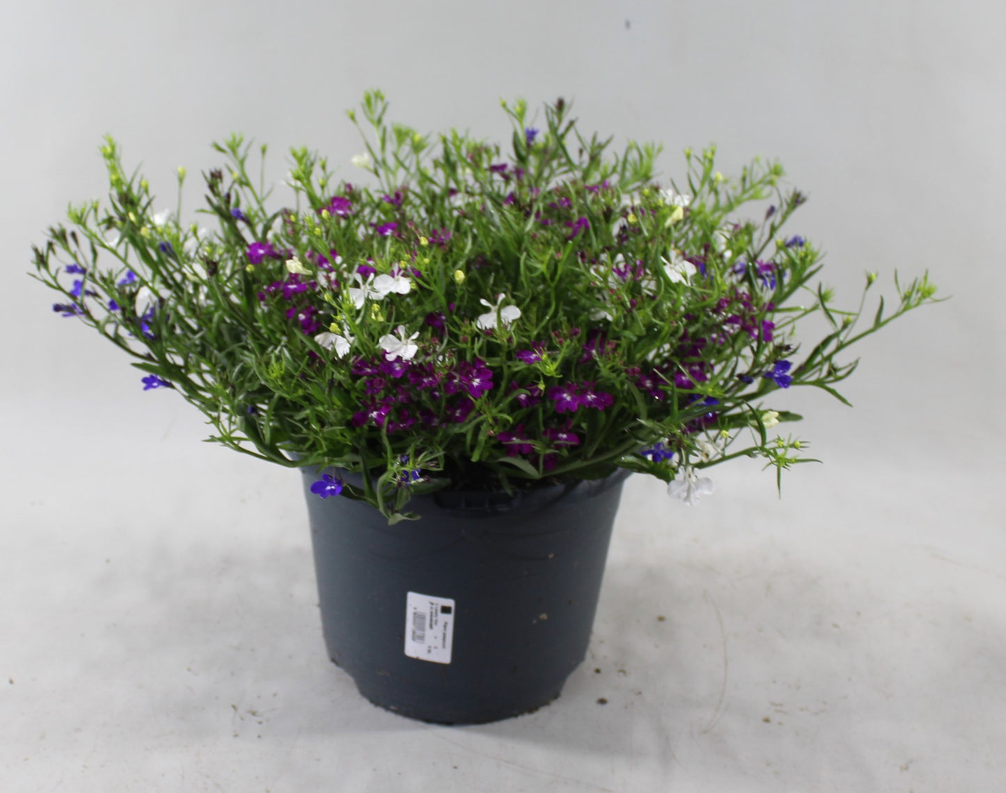 Lobelia Trixie Fashion 35cm 23cm Pot