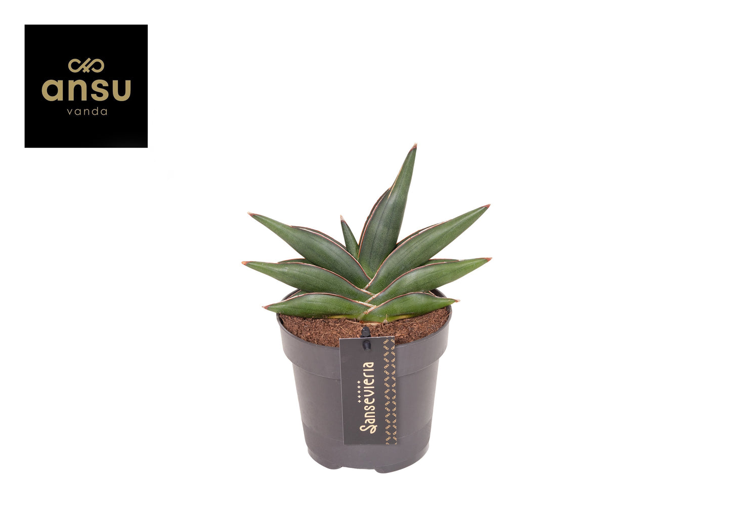Sansevieria Almond Jade 24cm 12cm Pot