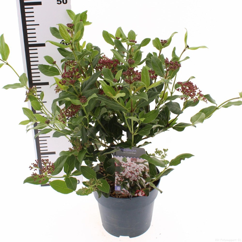 Viburnum tinus Gwenllian 40cm 17cm Pot