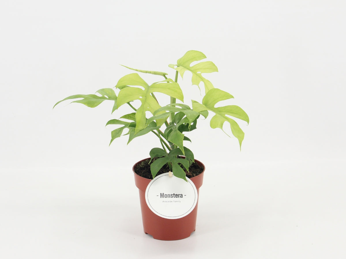 Rhaphidophora tetrasperma 25cm 12cm Pot