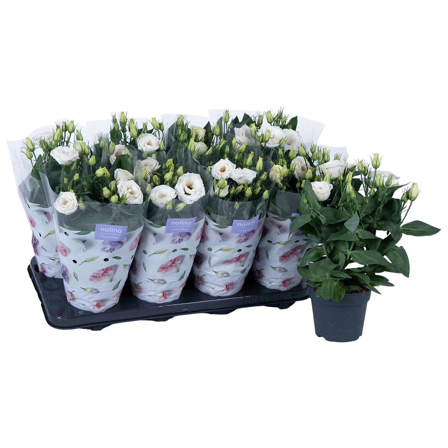 Eustoma Julietta White 36cm 13cm Pot