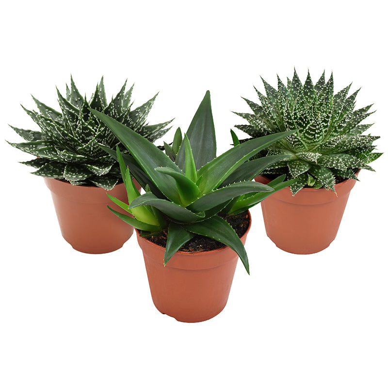 Succulent mix 17cm 12cm Pot