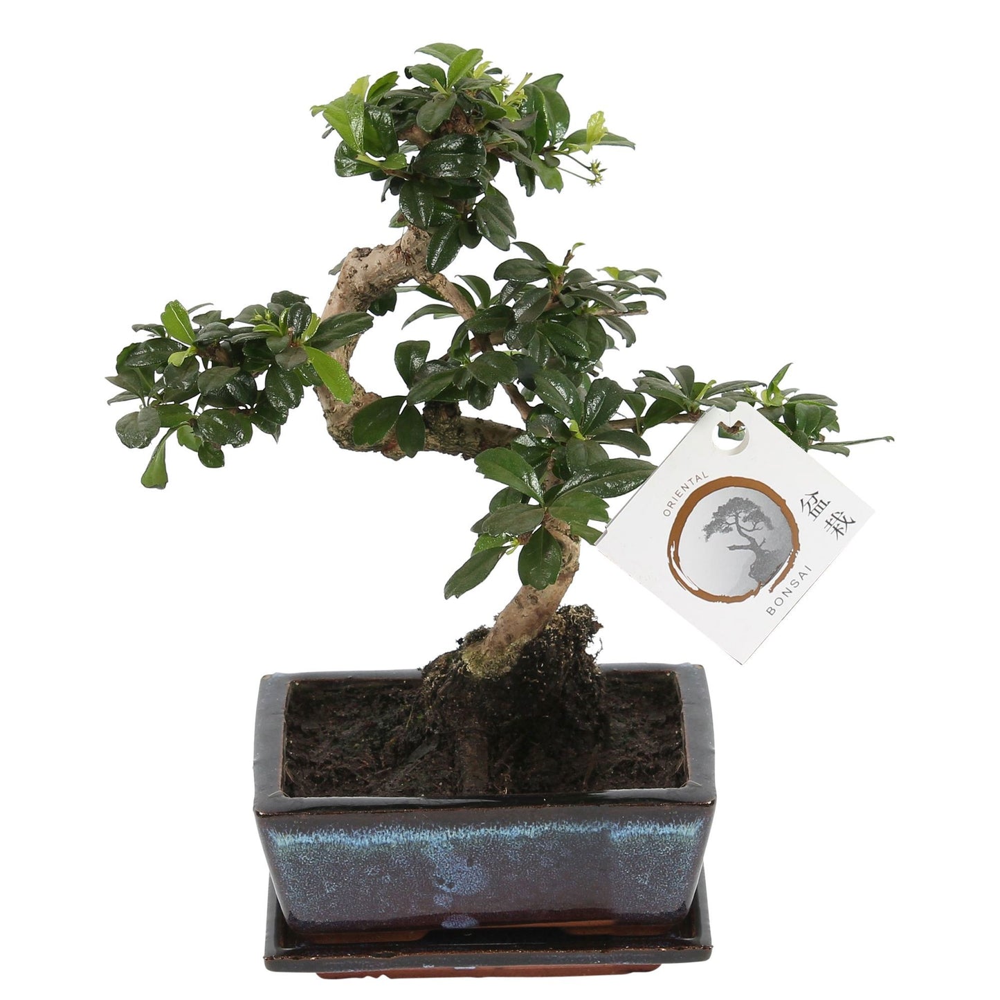 Carmona Bonsai 20cm 15cm Pot