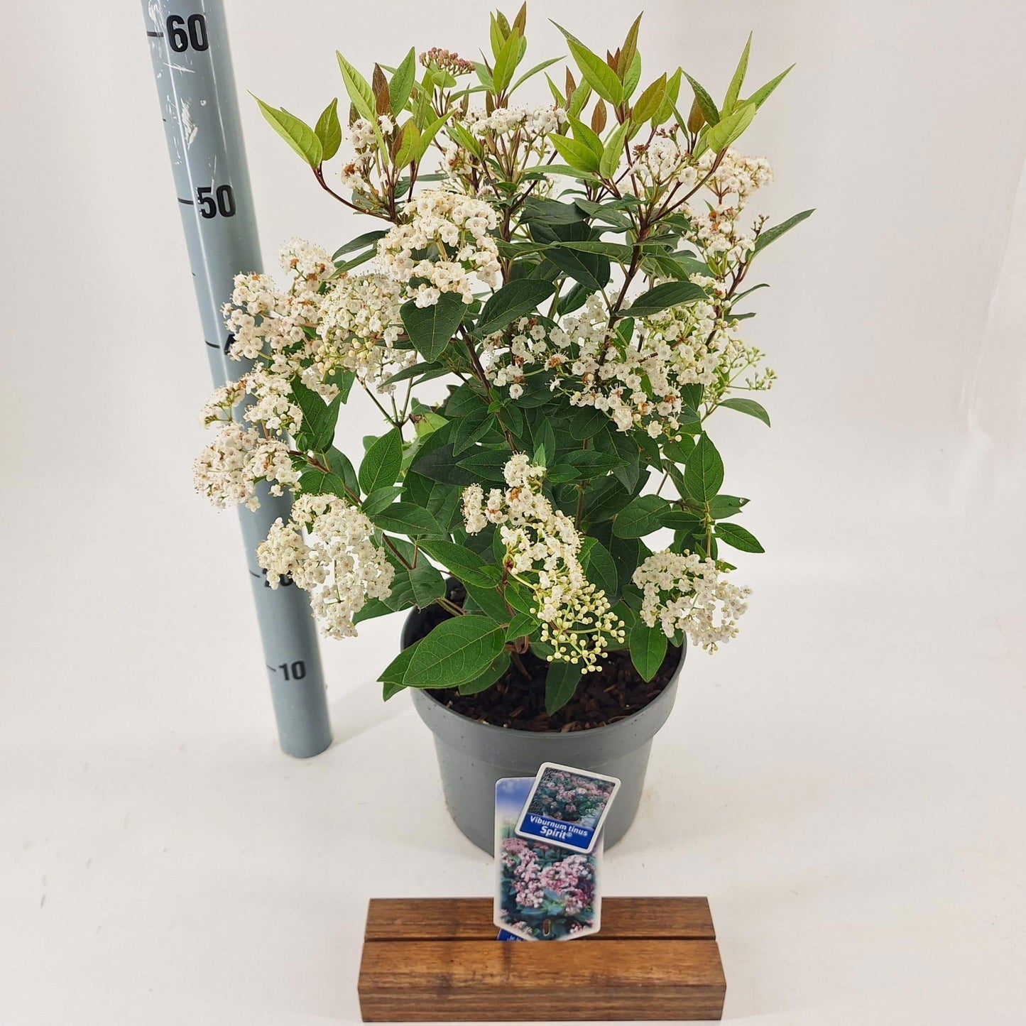 Viburnum tinus Spirit 60cm 23cm Pot