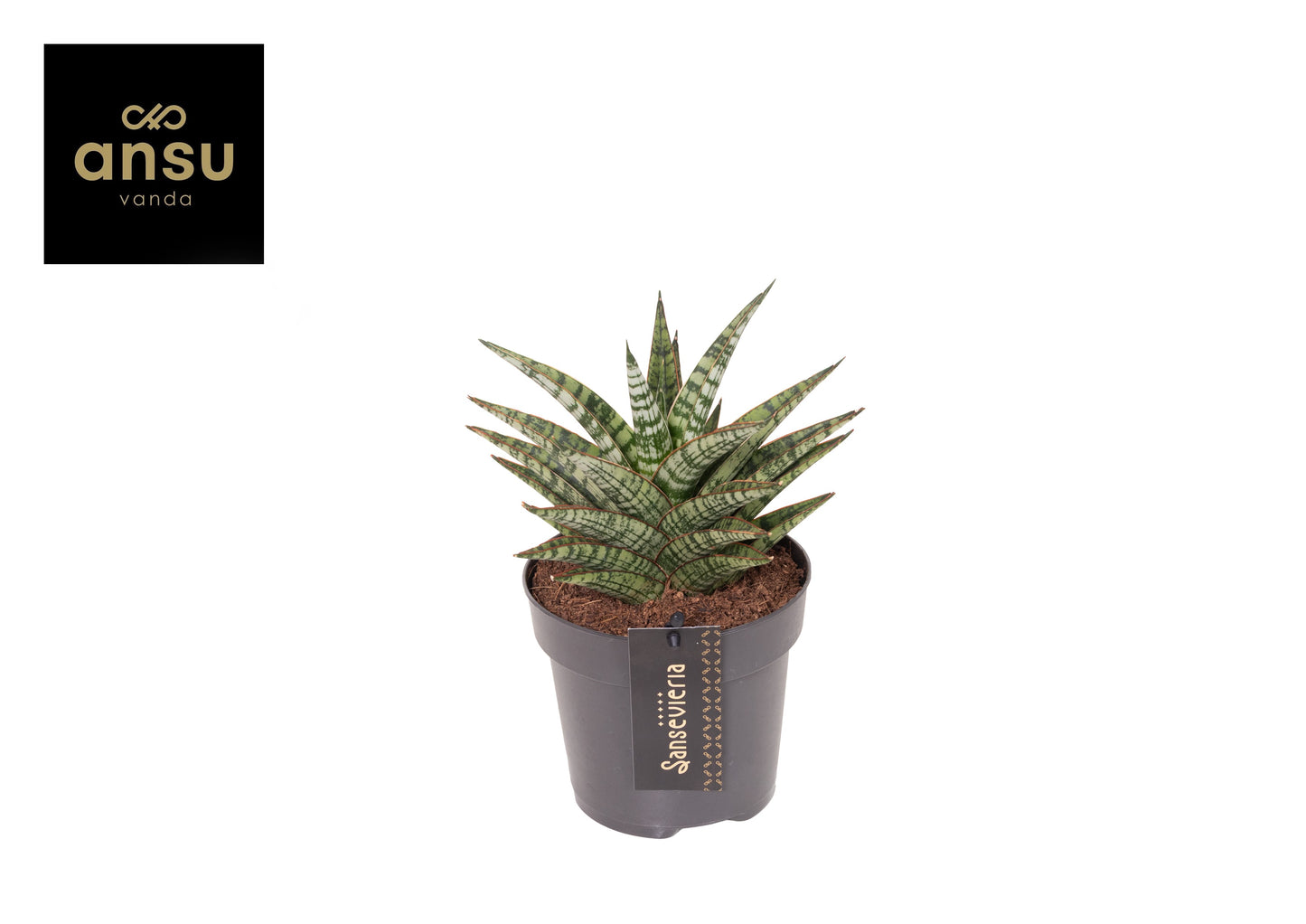 Sansevieria Cosmet Queen Marbel 35cm 12cm Pot