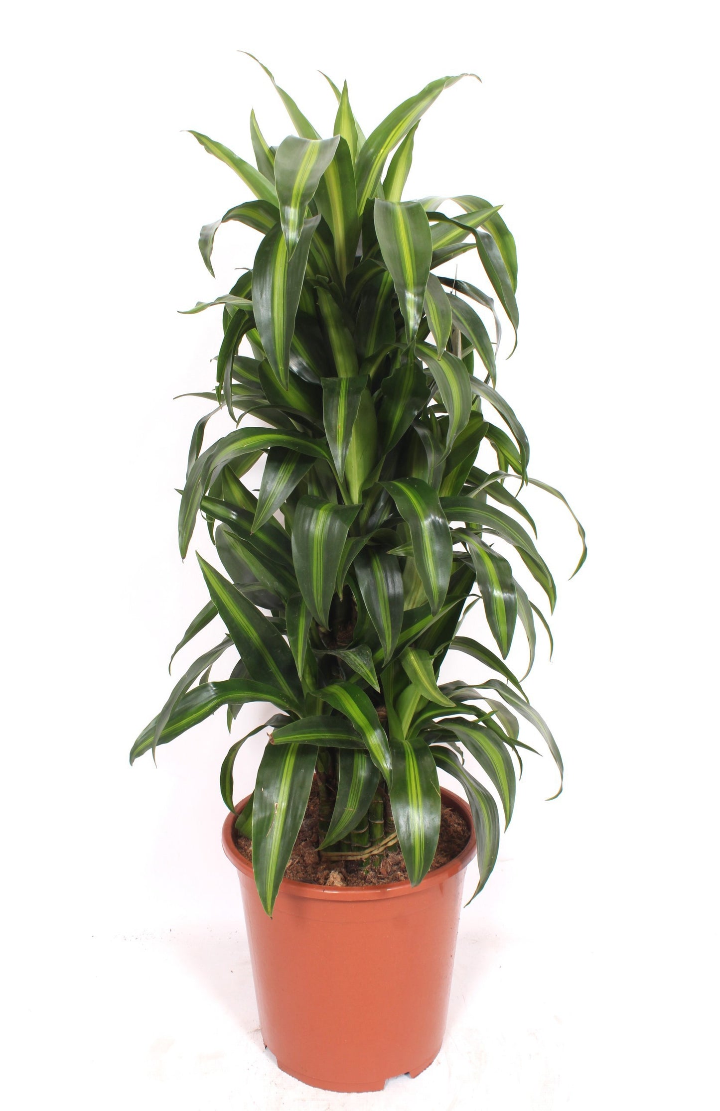 Dracaena fragrans Hawaiian Sunshine 120cm 27cm Pot