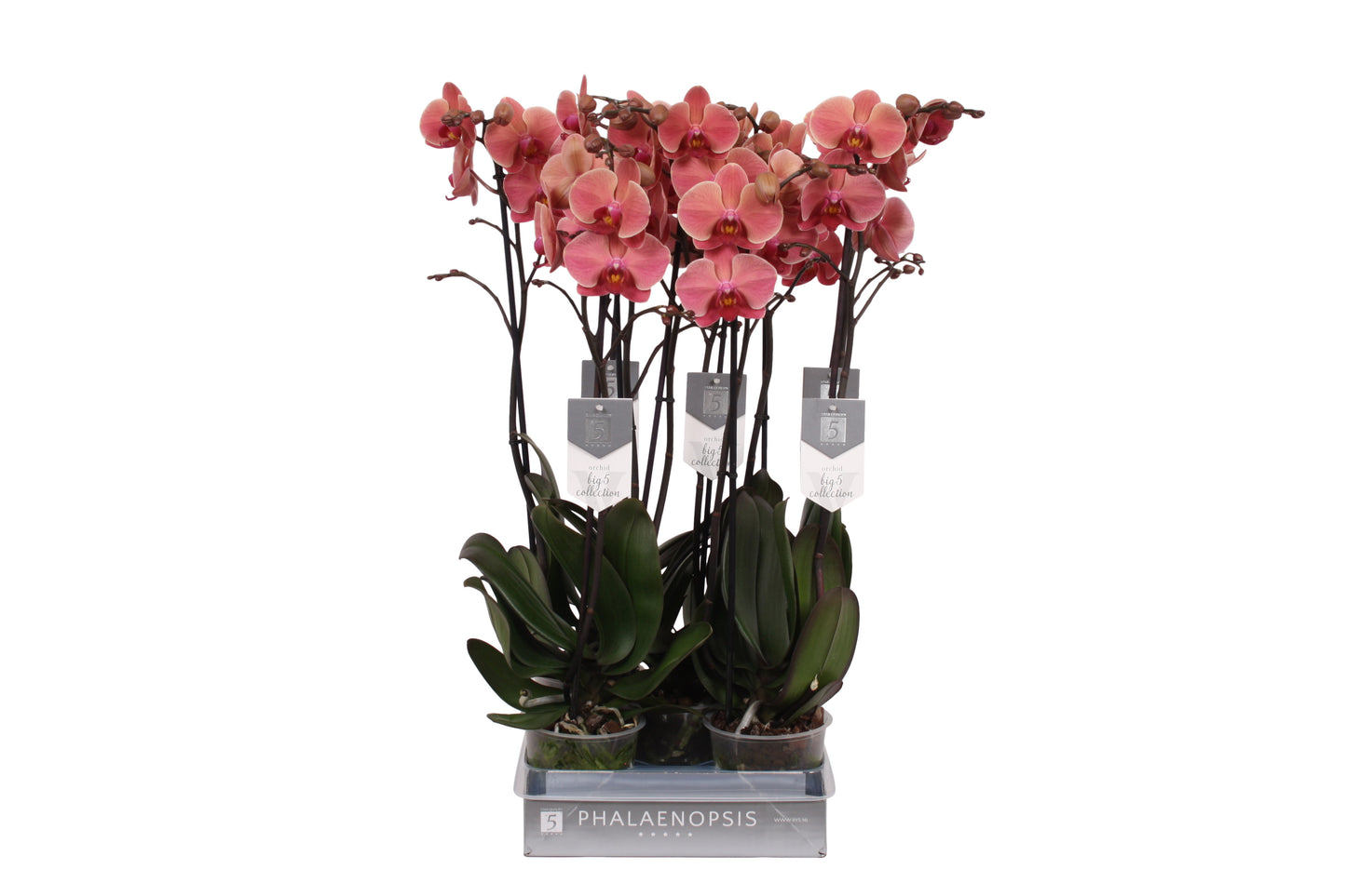Phalaenopsis Narbonne 60cm 12cm Pot