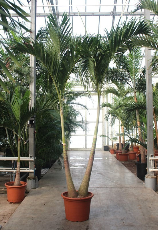 Carludovica palmata 375cm 60cm Pot