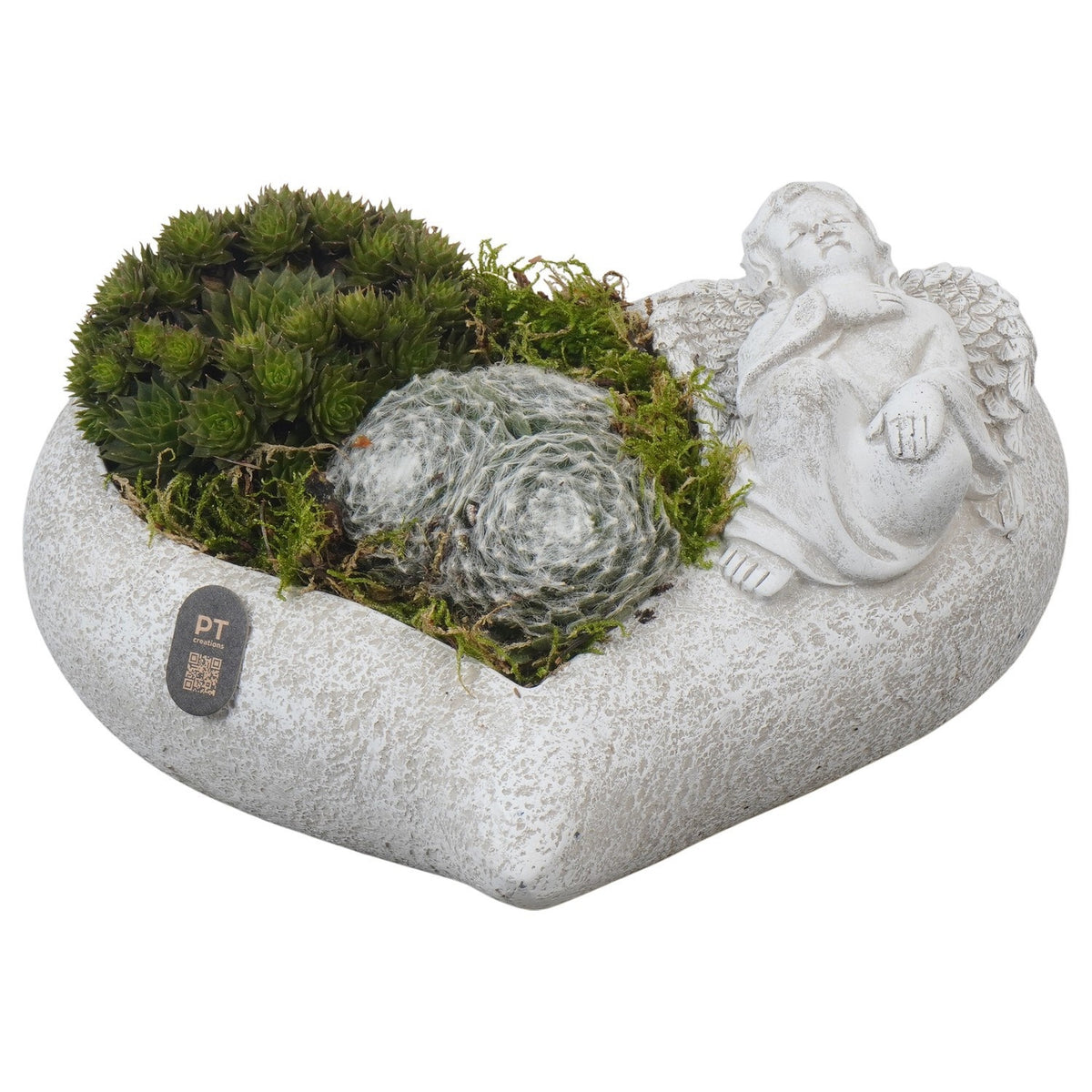 arr. all saints day 10cm 25cm Pot