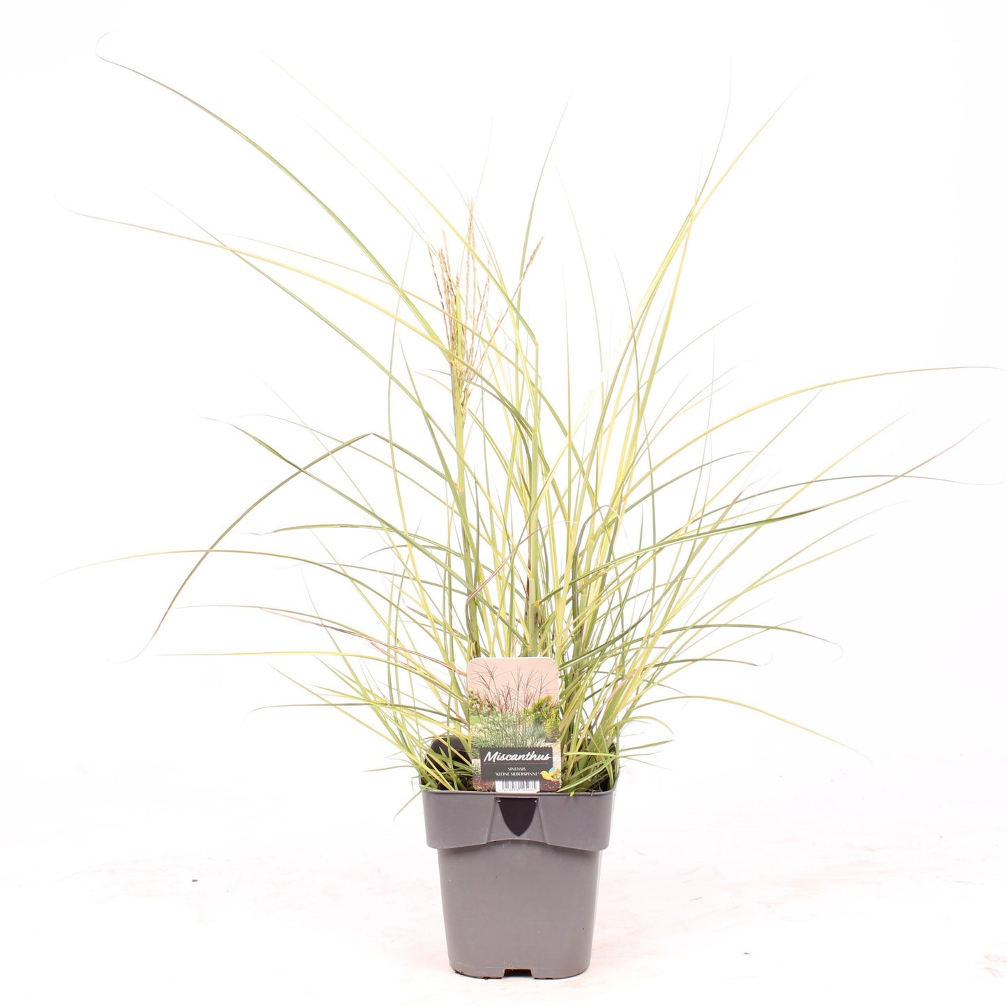 Vredebest, Kwekerij Miscanthus Kleine Silberspinne Pack of 6