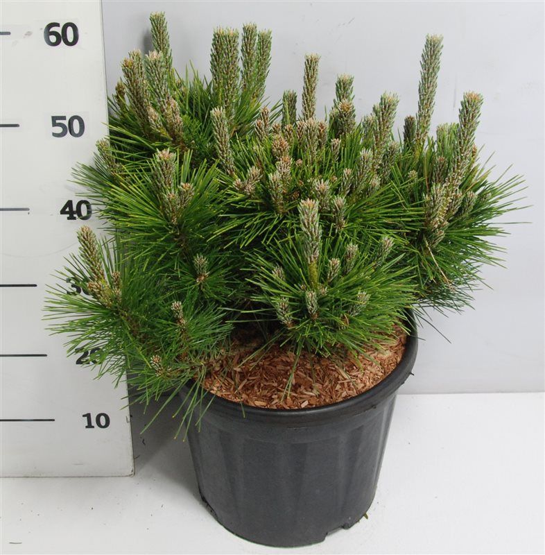 Pinus thunbergii Sayonara 65cm 32cm Pot