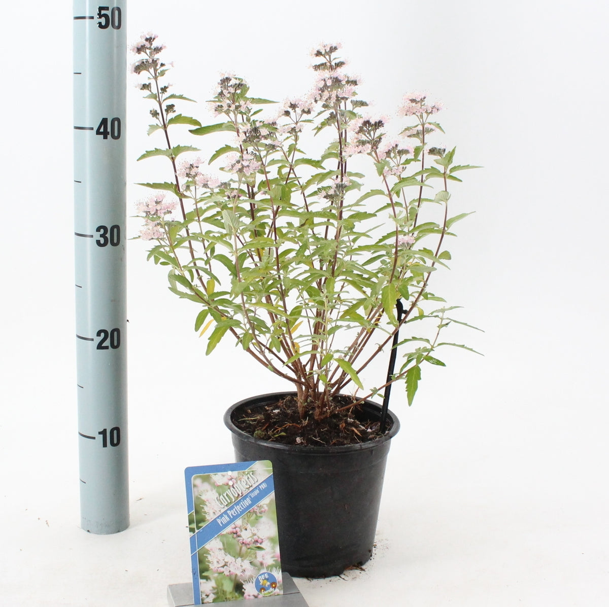 Caryopteris Pink Perfection 45cm 17cm Pot