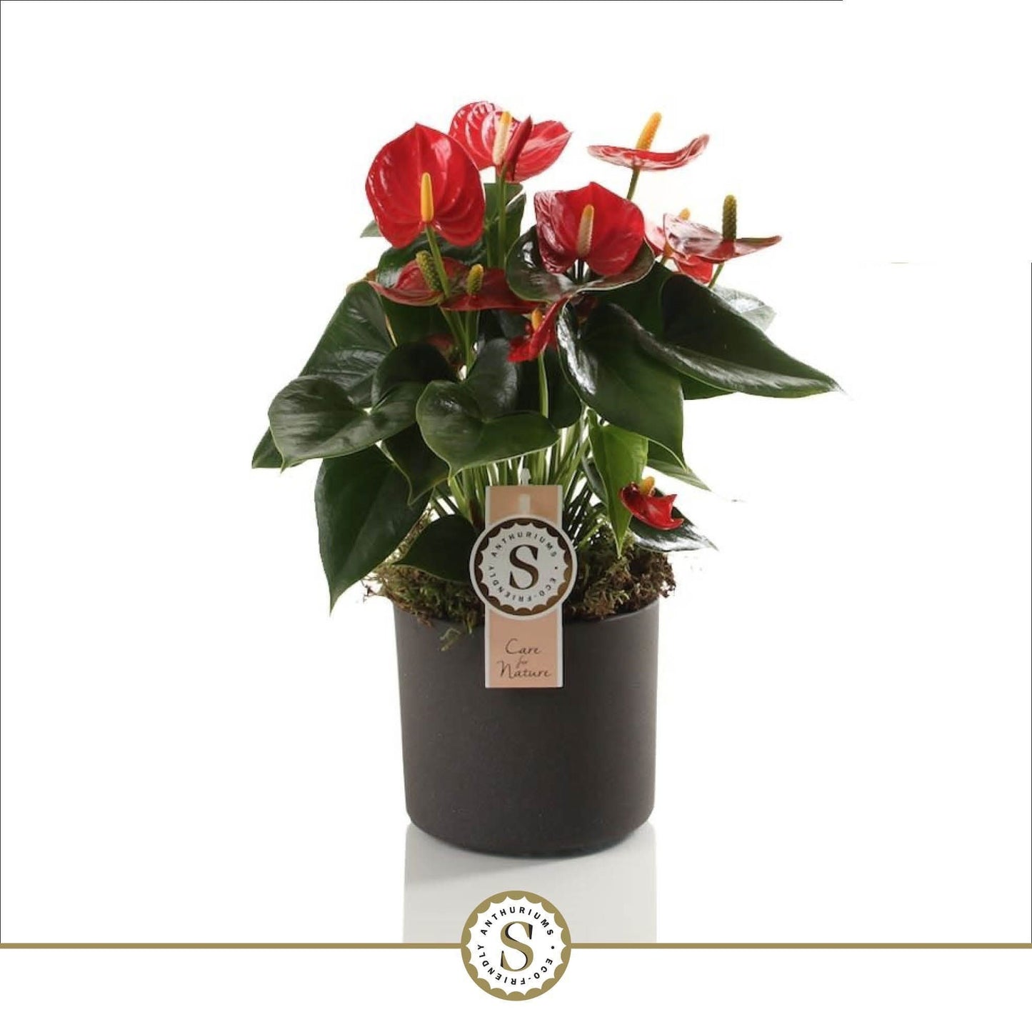 Anthurium Red Champion 40cm 12cm Pot