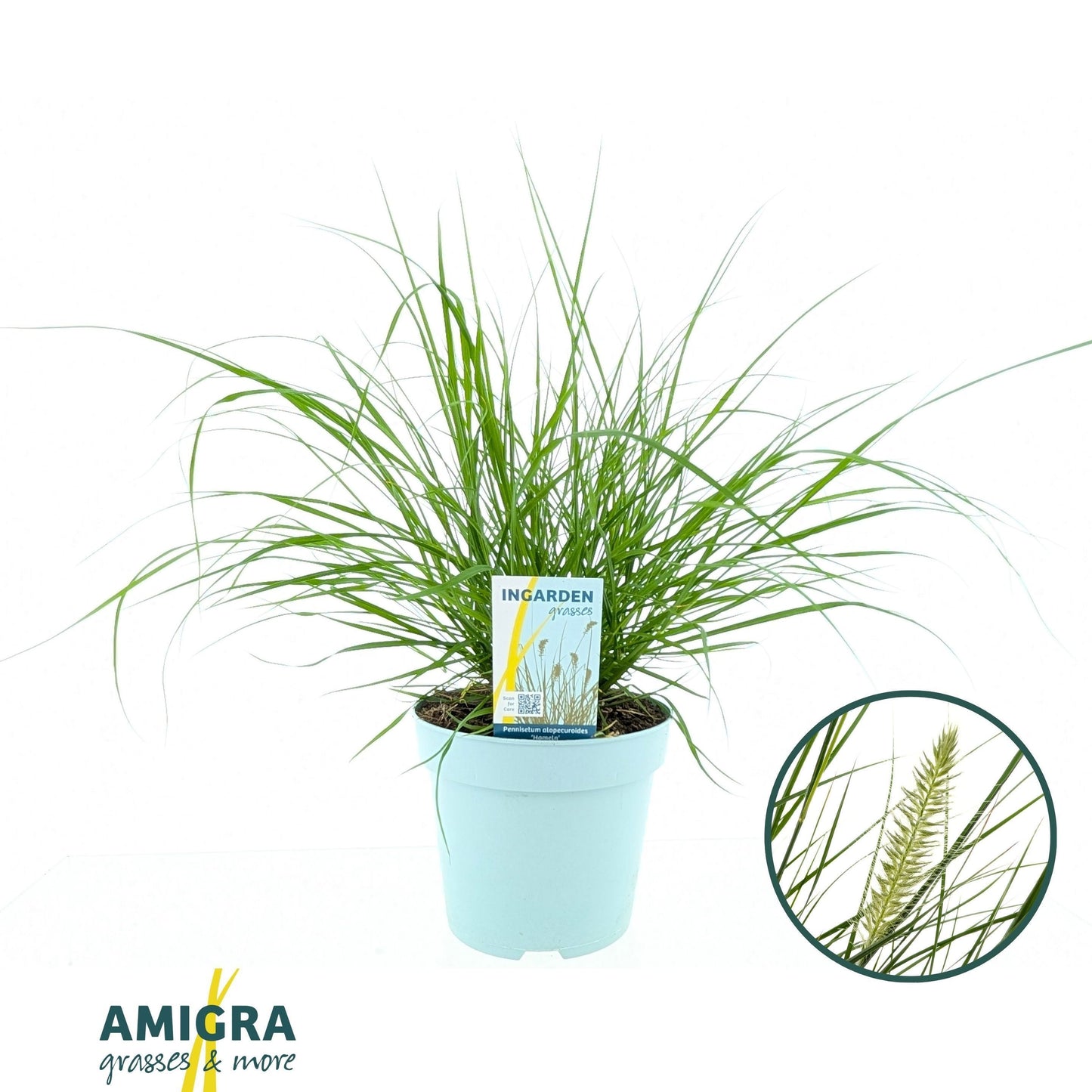 Pennisetum Hameln 70cm 17cm Pot