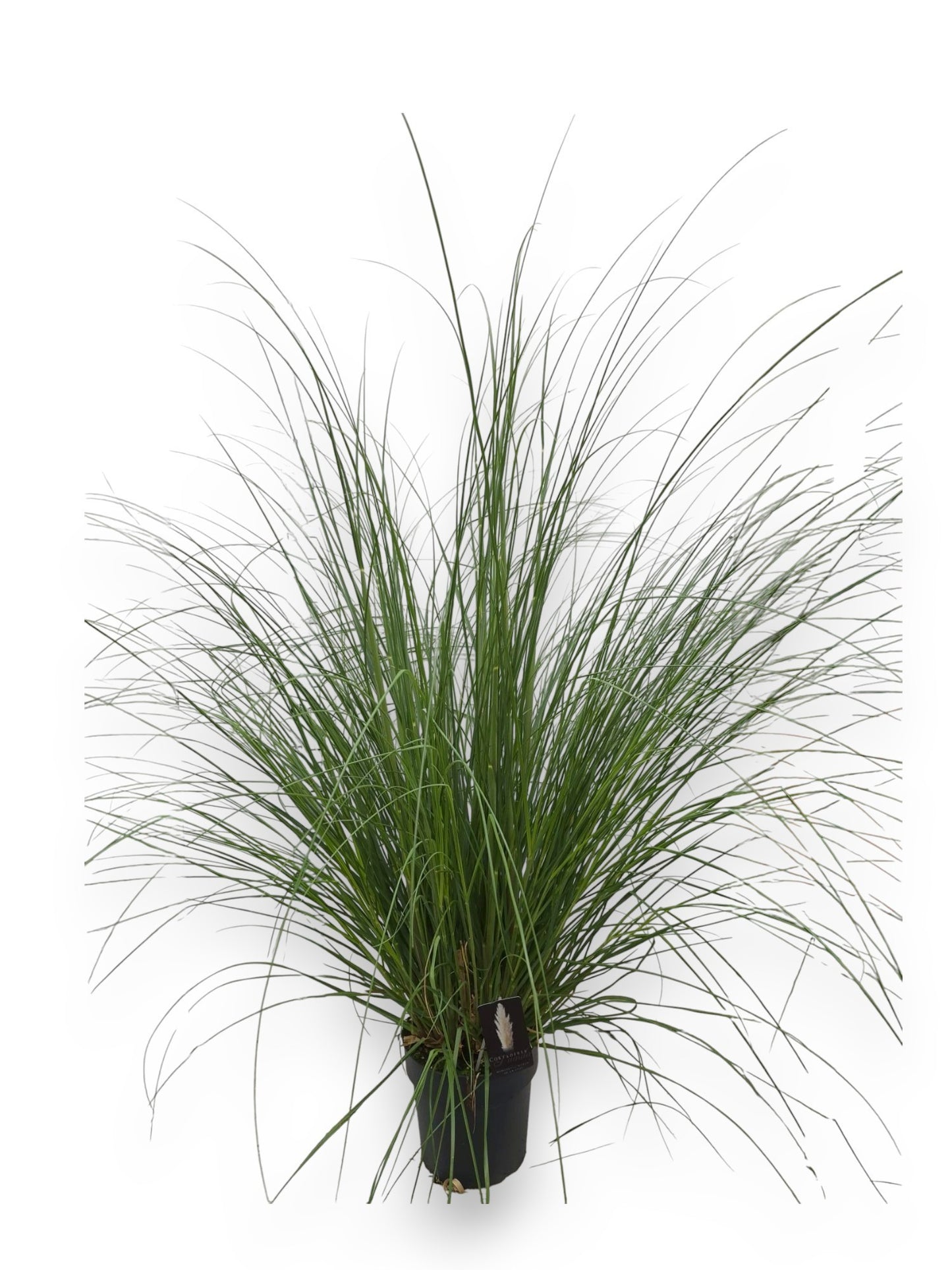 Straalen, Boomkw. JP v Cortaderia sellona Pumila Pack of 1