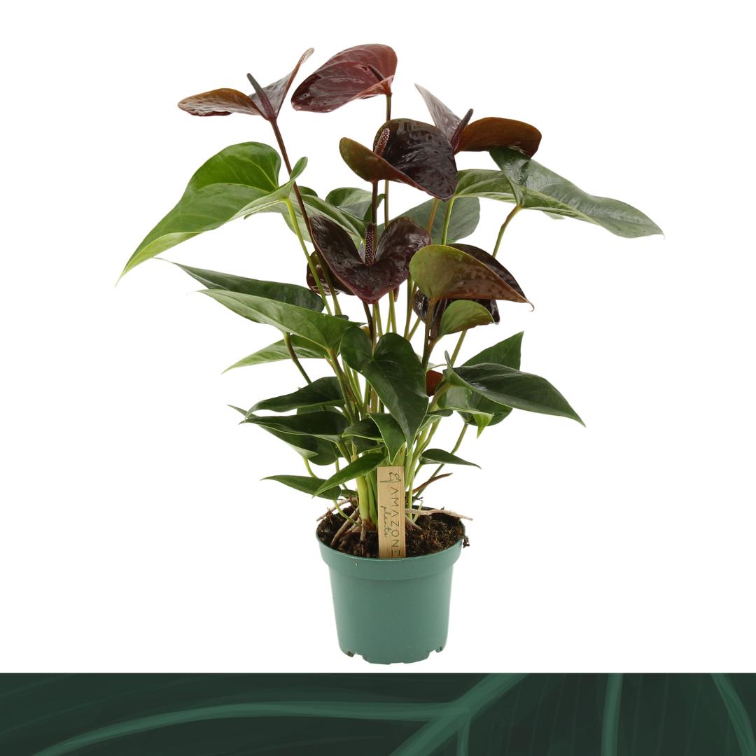 Anthurium Essencia 35cm 12cm Pot