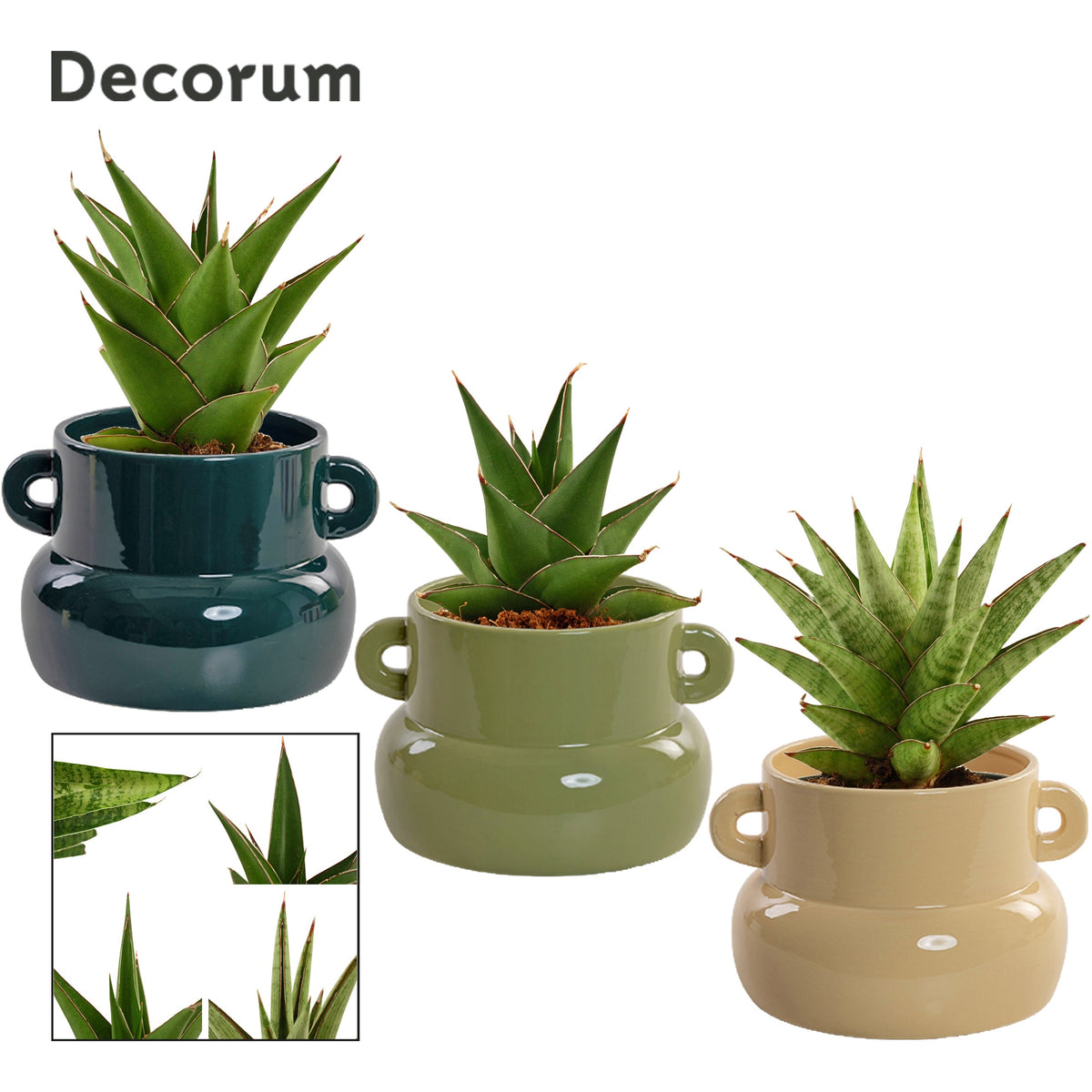 Sansevieria 15cm 9cm Pot