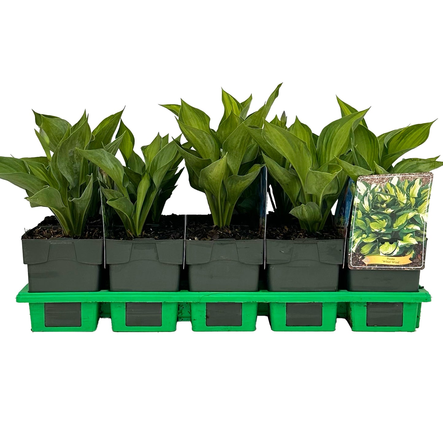 Gebr. Griffioen Hosta 'Whirlwind' Pack of 10