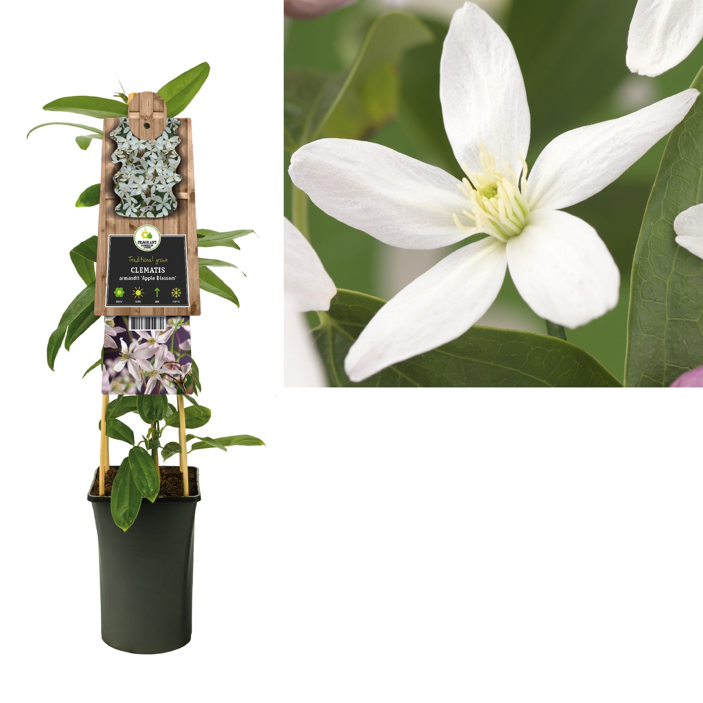 Clematis Apple Blossom 75cm 17cm Pot