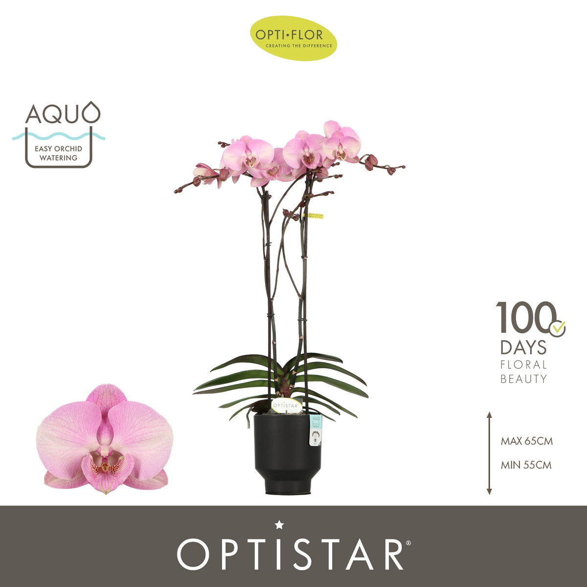 Phalaenopsis pink 60cm 12cm Pot