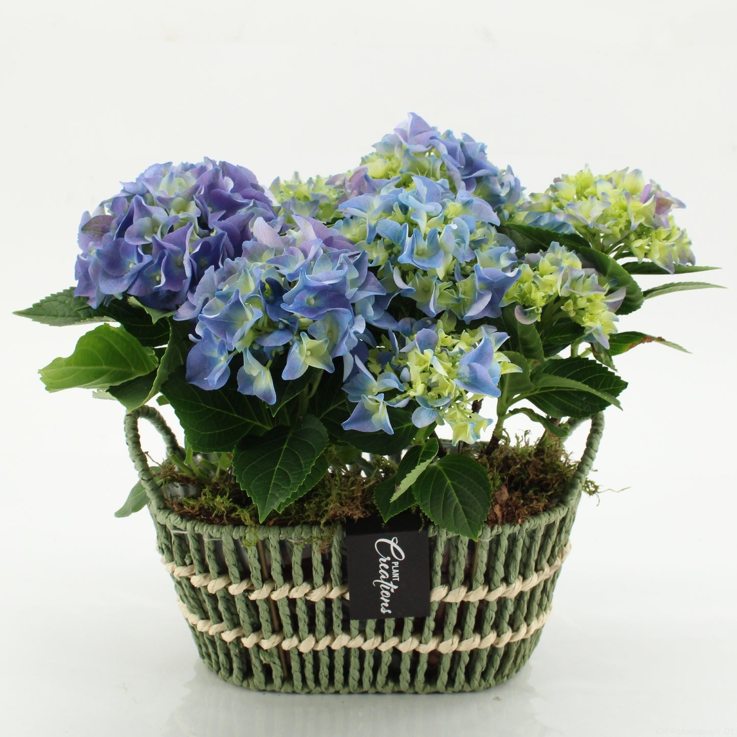 KHCR-2602B Hydrangea creations 30cm 23cm Pot