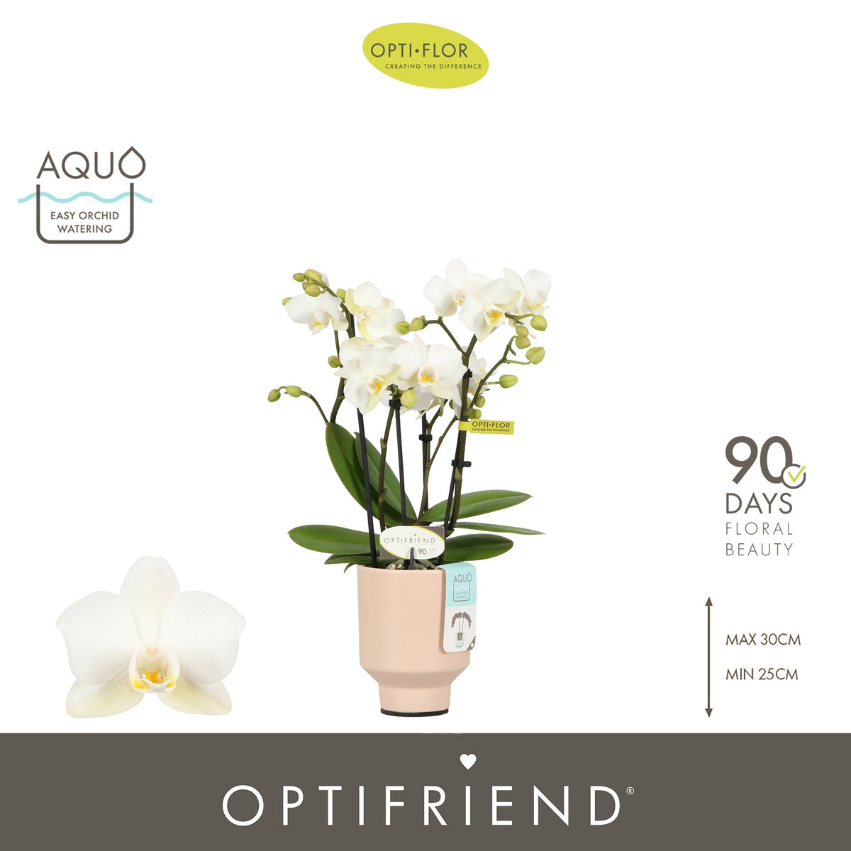 Phalaenopsis multiflora white 25cm 7cm Pot