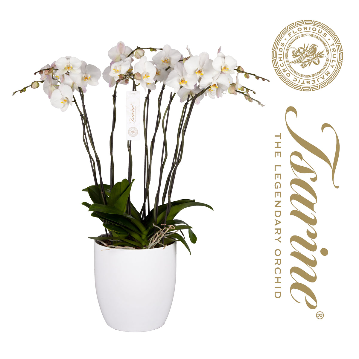 Phalaenopsis white 120cm 32cm Pot