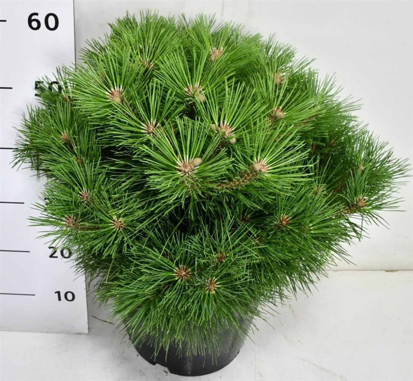 Pinus nigra Pierrick Bregeon 55cm 32cm Pot