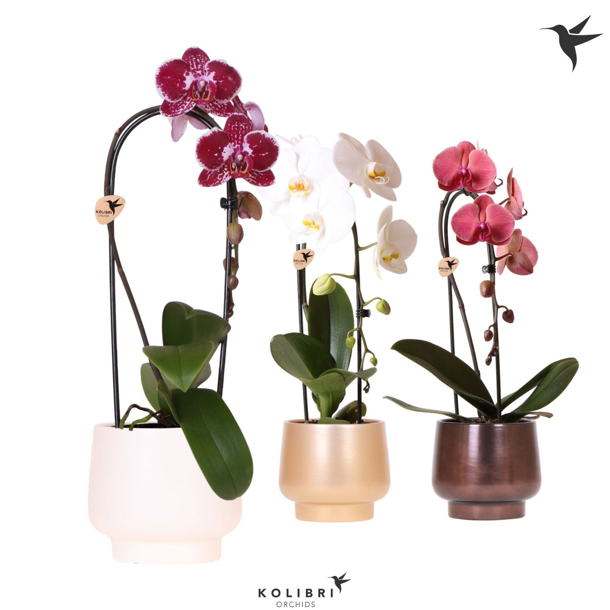 Phalaenopsis Elegant cascade 50cm 12cm Pot
