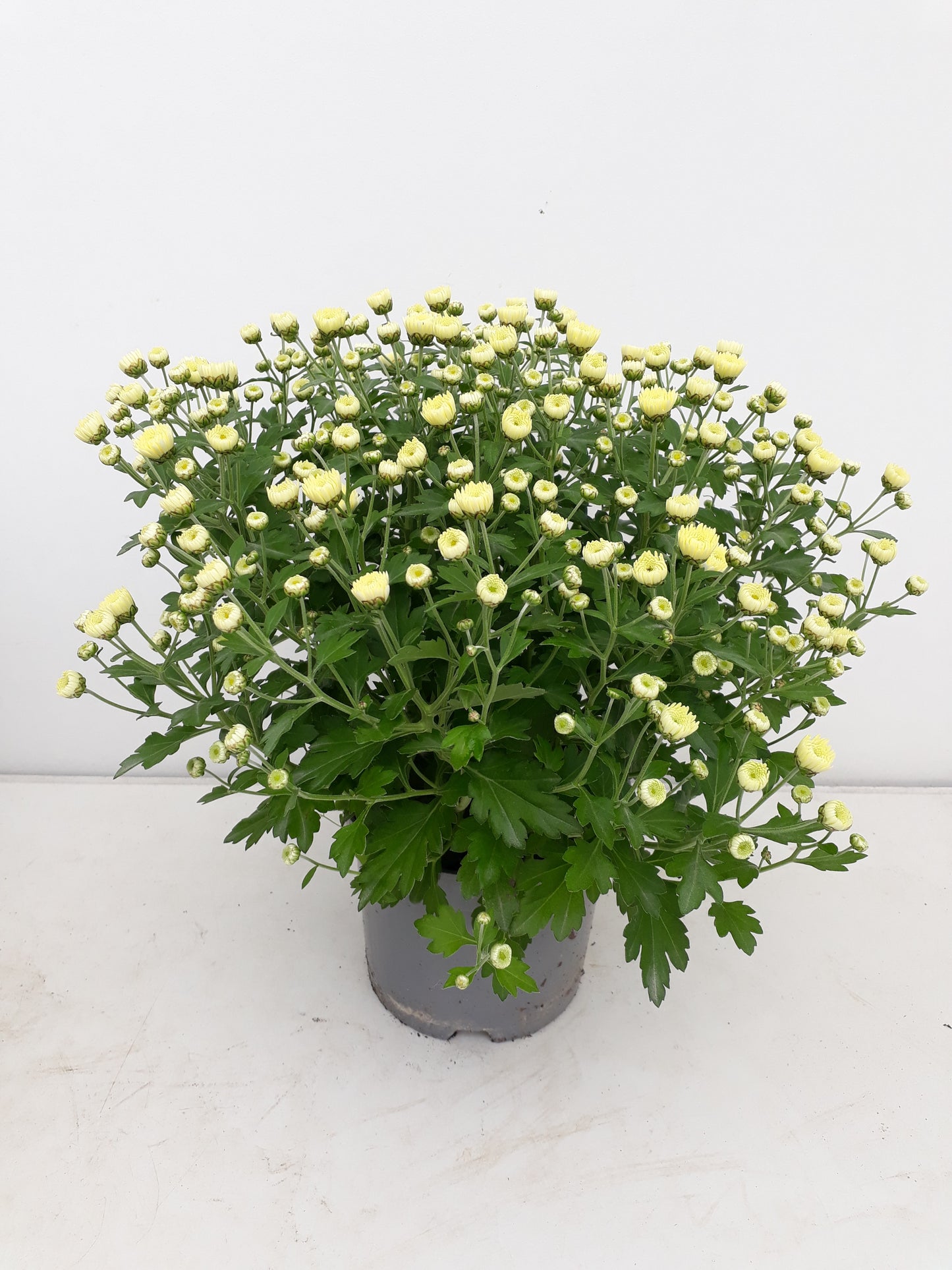 Chrysanthemum Soul Sister White 25cm 14cm Pot