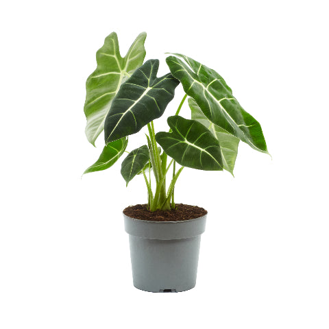 Alocasia amazonica 80cm 24cm Pot