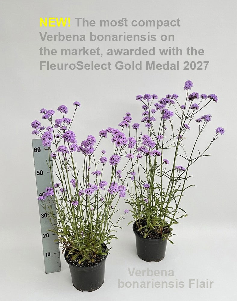 Hofstede Hovaria Verbena bonariensis Pack of 1