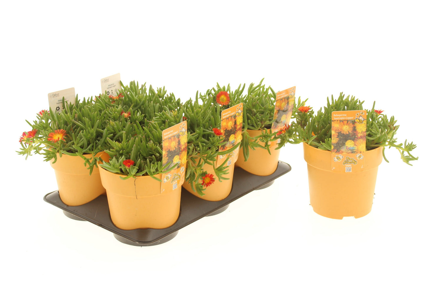 Delosperma Delmara Orange 15cm 15cm Pot