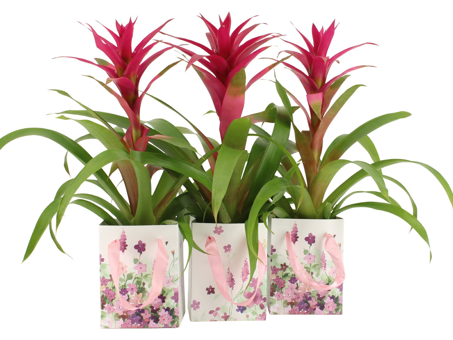 Guzmania Voila 45cm 12cm Pot
